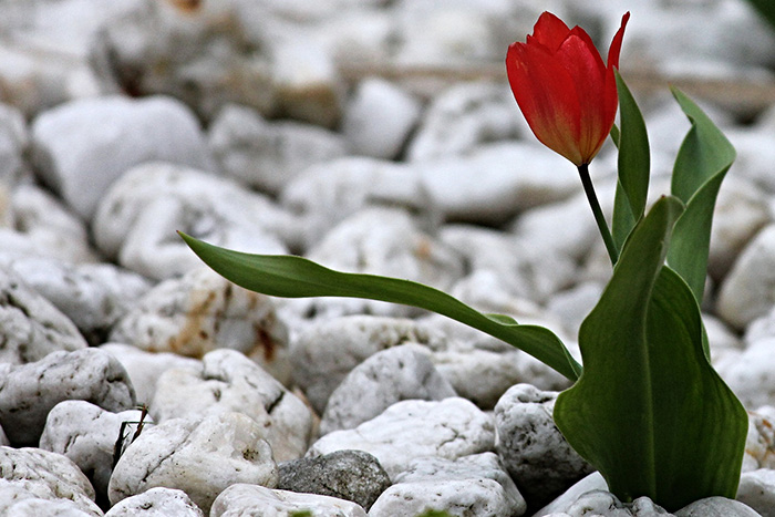 eine kleine rote Tulpe im Steinvorgarten aus Kies.