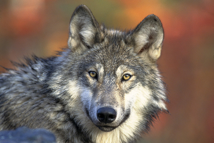 Eine Wölfin aus dem Wolfsrudel von Schneverdingen/Niedersachsen hat sich bei Schermbeck niedergelassen.