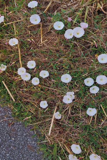 Die in ganz Deutschland verbreitete Acker-Winde (Convolvulus arvensis) hat Dank ihrer Herzwurzel auch in Dürrezeiten die Kraft zu blühen.