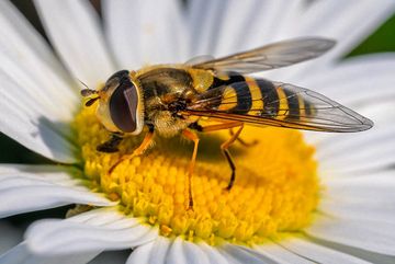 Gemeine Gartenschwebfliege (Syrphus ribesii), auch Große Schwebfliege genannt 