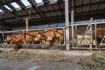im Rinderstall des Damberghofes in Hamm
