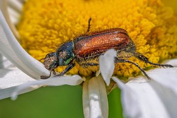 Der Gartenlaubkäfer (Phyllopertha horticola) gehört zur Familie der Blatthornkäfer (Scarabaeidae).
