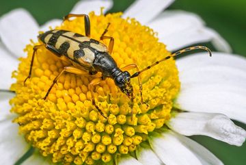 Ein Gefleckter Schmalbock (Rutpela maculata)