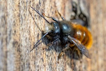 Rote Mauerbiene (Osmia bicornis), Drohne: man erkennt sie an der weißen Behaarung am vorderen Kopf