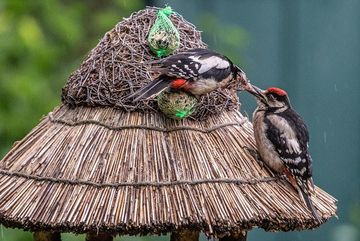 Buntspecht (Dendrocopos major) mit Jungvogel am Futterhaus