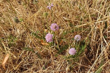 Tauben-Skabiose (Scabiosa columbaria), ein Tiefwurzler, ist auch in Dürrezeiten nicht aufs Gießen angewiesen.