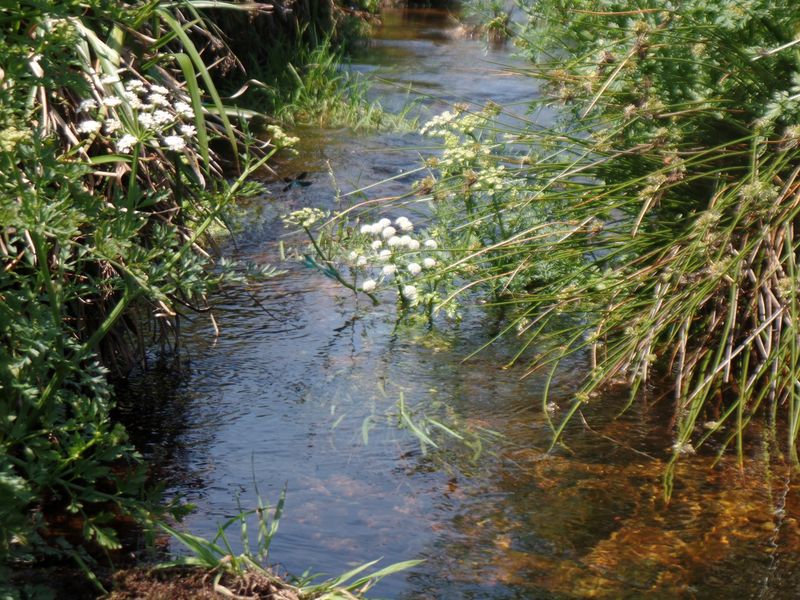 ein kleiner natürlicher Bachlauf im Sonnenlicht, links und rechts ist das Bachufer mit blühender Schafgarbe und verschiedenen Gräsern zu sehen. Das Wasser ist klar, auf dem Grund des Baches sind Steine und Algen zu erkennen.