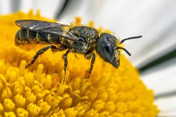 Gemeine Löcherbiene (Heriades truncorum) 