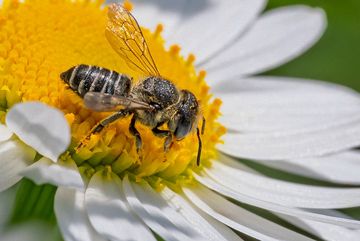 Eine nicht näher zu bestimmende Wildbiene der Gattung der Mörtel- und Blattschneiderbienen (Megachile)