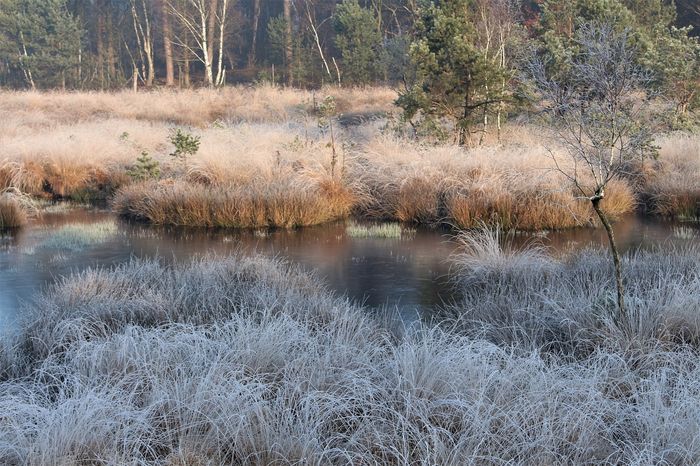 Winterlandschaft mit Wasserfläche und Bäumen