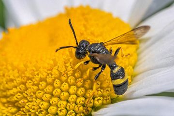 Die Bienenjagende Knotenwespe (Cerceris rybyensis) gehört zu den Grabwespen und ernährt ihre Larven von unterschiedlichen Wildbienen, z.B. von Sand- oder Furchenbienen.