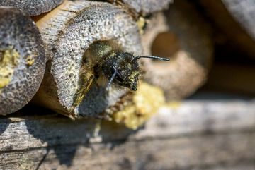 Der Kopf einer weibl. Roten Mauerbiene (Osmia bicornis) schaut aus der Brutröhre (Bambusstängel) des Insektenhotels.