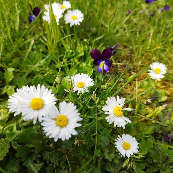 Wiese mit Gänseblümchen und Hornveilchen