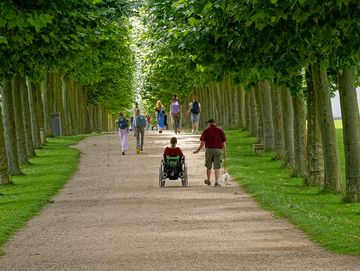 Siegerfoto: Die Allee des Jahres 2024 ist eine Platanenallee im Achäologischen Park Xanten