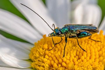 Grüner-Scheinbockkäfer (Oedemera nobilis), Männchen