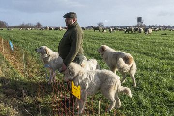 Schäfer Maik Dünow mit seinen treuen Helfern auf einer Weide (Schwarze Heide) mitten im Wolfsgebiet 