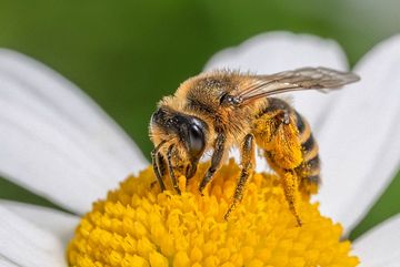 Gemeine Sandbiene (Andrena flavipes), auch Gewöhnliche Bindensandbiene genannt. 