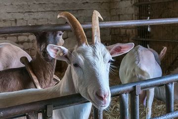Weiße Deutsche Edelziege im Stall der Ziegenkäserei Hof Sondermann in Dorsten-Lembeck 