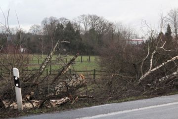 Baumfällungen an der Emmericher Straße im Februar 2019 in Wesel  