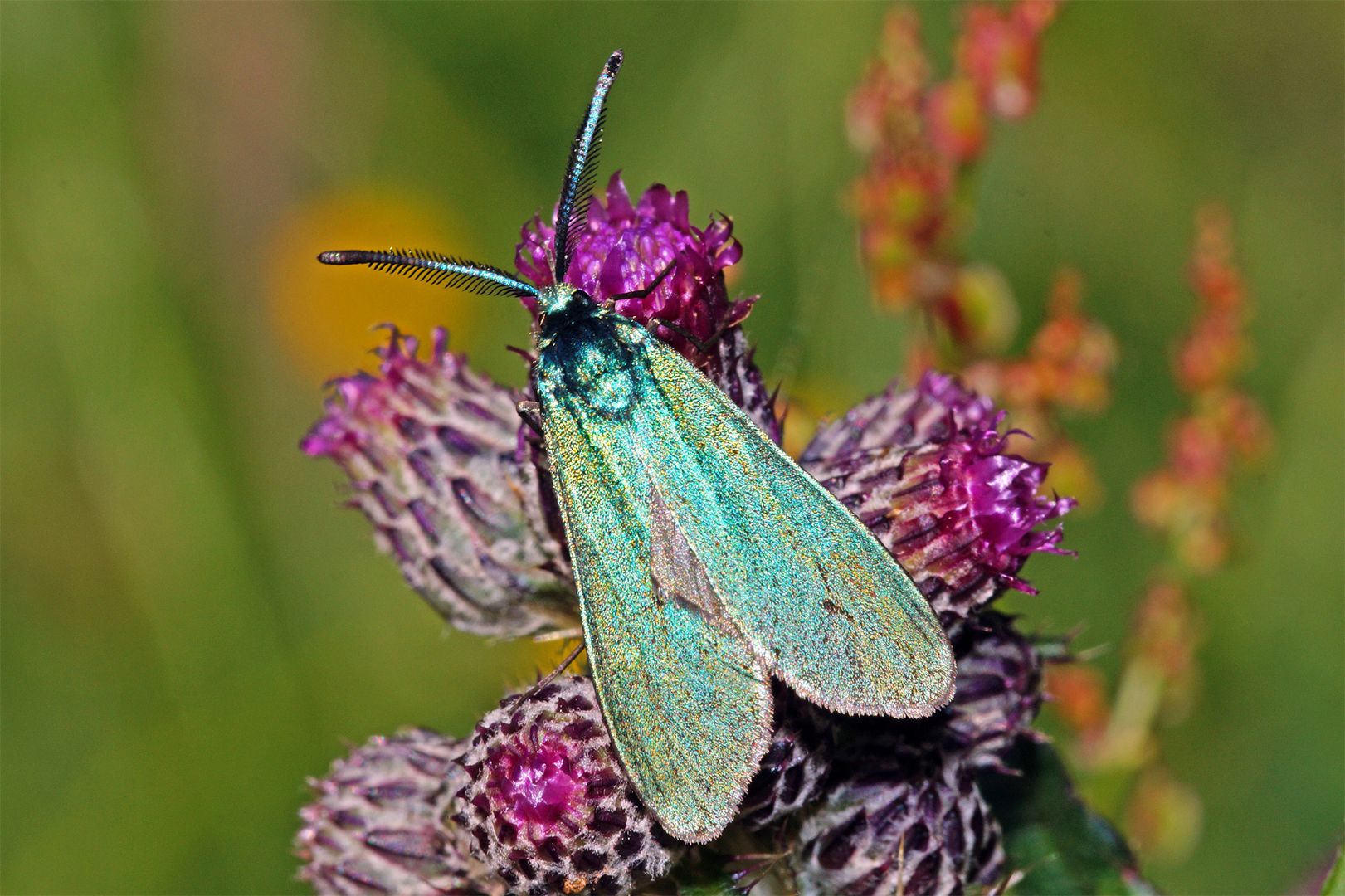 ein Schmetterling der Art Ampfer-Grünwidderchen auf einer Distelblüte