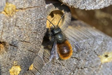 Die Männchen der Gehörnten Mauerbiene (Osmia cornuta) schlüpfen vor den wiblichen Tieren und warten am Insektenhotel vor einer Brutröhre auf eine passende Partnerin.
