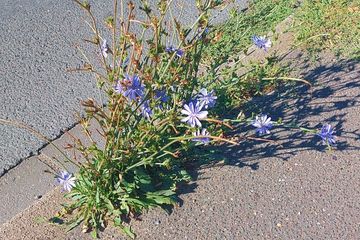 Wegwarte  (Cichorium intybus) blüht unverdrossen im Hitzesommer 2026 am Straßenrand