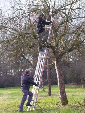 Eine Person steht auf einer Leiter in einem Obstbaum, eine zweite Person sichert die Leiter auf dem Boden.