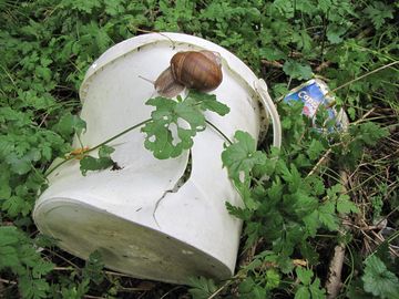 Caprischnecke