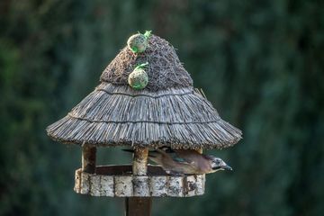 Eichelhäher  (Garrulus glandarius) am Futterhaus