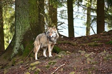 Wolf (Canis lupus) Symbolbild