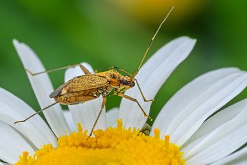Braune Schmuckwanze (Closterotomus fulvomaculatus) auf der Blüte einer Wiesen-Margerite 