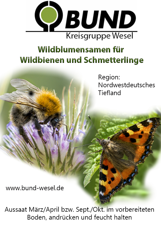 regionales Saatgut für Wildbienen und Schmetterlinge