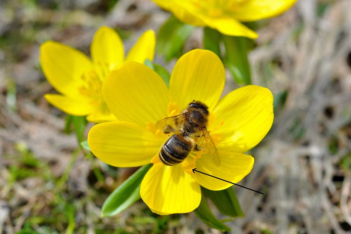 Eine Honigbiene besucht die Blüte eines Winterlings