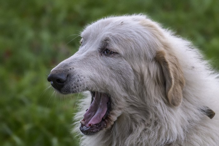 Pyrenäenberghunde sind wachsame Herdenschutzhunde