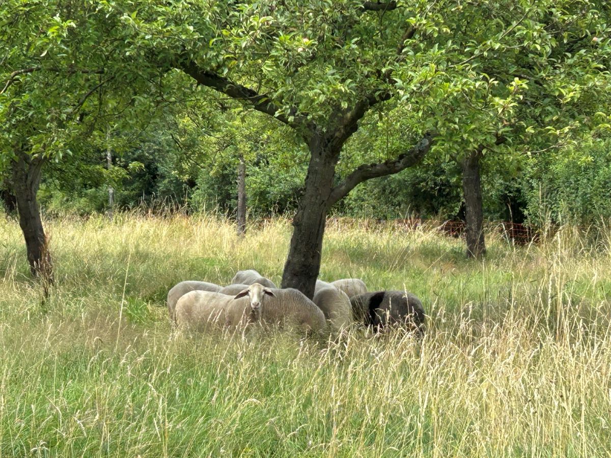 mehrere Schafe liegen auf einer Wiese unter einem Baum