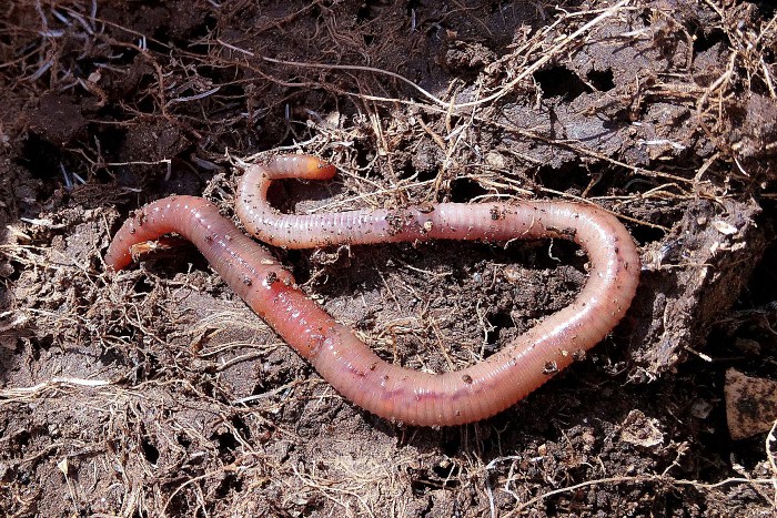 Regenwürmer leiden unter Mikroplastik im Boden
