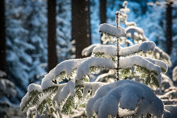 Im Winterbald