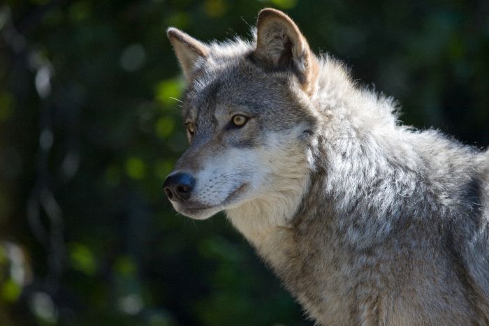 Wolf (Canis lupus) 
