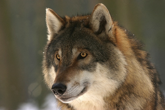 Wolf (Canis lupus)